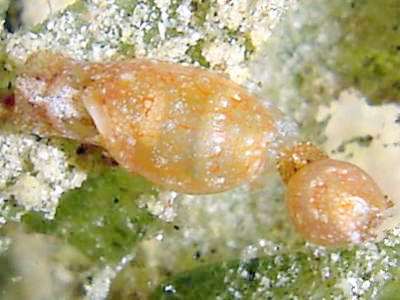 Photo: S. Koretz, Eilat: see it in Sea Slug forum